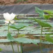 藕池草莓视频污污污网站膜